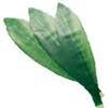 Ti Leaves (Green) : Wholesale Flowers : Floral Supplies