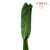 Ti Leaves Green : Wholesale Flowers : Floral Supplies