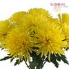 Spider Anastasia Yellow : Wholesale Flowers : Floral Supplies