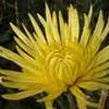 Spider Anastasia (Yellow) : Wholesale Flowers : Floral Supplies