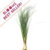 Bear Grass : Wholesale Flowers : Floral Supplies