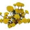 Pompon Button (Yellow) : Wholesale Flowers : Floral Supplies