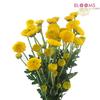 Pompon Button Yellow : Wholesale Flowers : Floral Supplies