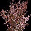 Calycinia Heather (Pink) : Wholesale Flowers : Floral Supplies