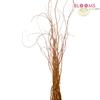 Curly Willow (Tips) : Wholesale Flowers : Floral Supplies