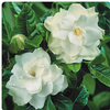 Gardenia : Wholesale Flowers : Floral Supplies