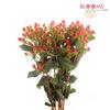 Hypericum Pinky Flair : Wholesale Flowers : Floral Supplies