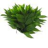 Jade Palm : Wholesale Flowers : Floral Supplies