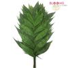 Jade Palm : Wholesale Flowers : Floral Supplies