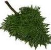 Leather Leaf Fern (1/2 Box) : Wholesale Flowers : Floral Supplies