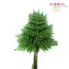 Leather Leaf Fern (1/2 Box) : Wholesale Flowers : Floral Supplies