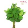 Lemon Papoose : Wholesale Flowers : Floral Supplies