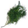 Sprengeri : Wholesale Flowers : Floral Supplies