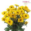 Pompon Vyking Yellow : Wholesale Flowers : Floral Supplies