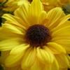 Pompon Vyking (Yellow) : Wholesale Flowers : Floral Supplies