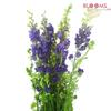 Larkspur Purple : Wholesale Flowers : Floral Supplies