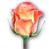Rose Circus (Yellow petals with red tips) 50 Cm. : Wholesale Flowers : Floral Supplies