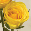 Rose Goldstrike (Yellow) 60cm : Wholesale Flowers : Floral Supplies