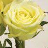 Rose Jade  Yellow / Green 60cm : Wholesale Flowers : Floral Supplies