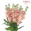 Stock Pink : Wholesale Flowers : Floral Supplies