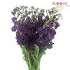 Stock Purple : Wholesale Flowers : Floral Supplies