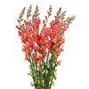 Snapdragon (Orange) : Wholesale Flowers : Floral Supplies