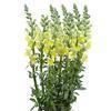 Snapdragon (Yellow) : Wholesale Flowers : Floral Supplies