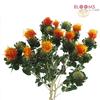 Safflower (Orange) : Wholesale Flowers : Floral Supplies