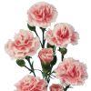 Mini Carnations (Pink) : Wholesale Flowers : Floral Supplies