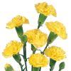 Mini Carnations Yellow : Wholesale Flowers : Floral Supplies