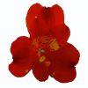 Alstroemeria (Red) : Wholesale Flowers : Floral Supplies