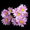 Pompon Daisy (Lavender) : Wholesale Flowers : Floral Supplies