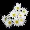 Pompon Daisy (White) : Wholesale Flowers : Floral Supplies