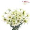 Pompon Daisy White : Wholesale Flowers : Floral Supplies
