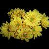 Pompon Daisy (Yellow) : Wholesale Flowers : Floral Supplies