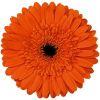 Gerbera Daisy (Orange) : Wholesale Flowers : Floral Supplies