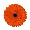 Mini Gerbera Orange : Wholesale Flowers : Floral Supplies