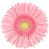Gerbera Daisy Pink : Wholesale Flowers : Floral Supplies