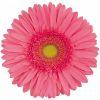 Mini Gerbera Daisy (Pink) : Wholesale Flowers : Floral Supplies
