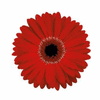 Mini Gerbera Daisy Red : Wholesale Flowers : Floral Supplies
