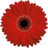 Mini Gerbera Daisy (Red) : Wholesale Flowers : Floral Supplies
