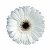 Mini Gerbera Daisy White : Wholesale Flowers : Floral Supplies