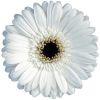 Mini Gerbera Daisy (White) : Wholesale Flowers : Floral Supplies