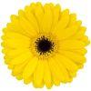 Gerbera Daisy (Yellow) : Wholesale Flowers : Floral Supplies