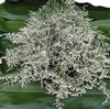 Limonium (White) : Wholesale Flowers : Floral Supplies