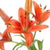 Lily Brunello (Orange) : Wholesale Flowers : Floral Supplies