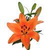 Lily Orange 3-5 Blooms : Wholesale Flowers : Floral Supplies