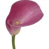 Calla Lily  Mini (Pink) : Wholesale Flowers : Floral Supplies