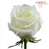 Rose Eskimo White 60cm : Wholesale Flowers : Floral Supplies