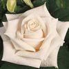 Rose Vendela (Cream) 50 Cm Stem : Wholesale Flowers : Floral Supplies